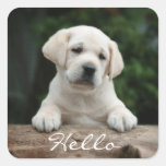 Hello / Hi  Labrador Retriever Puppy Dog Stickers
