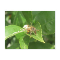 Hello Honeybee Notes Card postcards