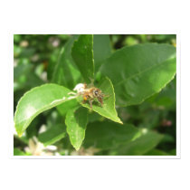 Hello Honeybee Poster posters by wingedturtle Hello Honeybee Poster posters