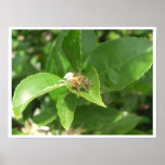 Hello Honeybee Poster
