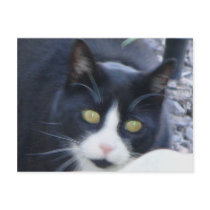 Hello Kitty Postcard