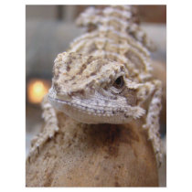 Hello Lizard flyers