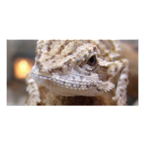 Hello Lizard photo cards