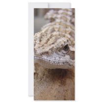 Hello Lizard rack cards