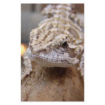 Hello Lizard Stationery Design