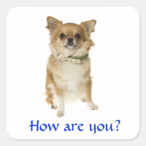 Hello Long Haired Chihuahua Puppy Dog Sticker