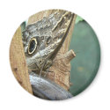 Hello! magnets by codfishlady Hello! magnets