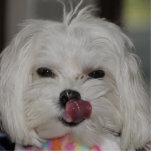 Hello My Name Is Bella Photo Cut Out