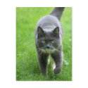 Hello, my name is Miki postcards by pageandturner Hello, my name is Miki postcards