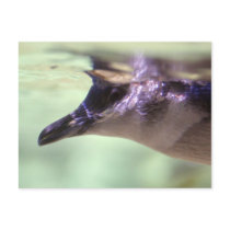 Hello Penguin Underwater Postcards