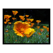 Hello Poppies Large Posters & Prints by wingedturtle Hello Poppies Large Posters & Prints