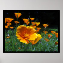 Hello Poppies Large Posters & Prints