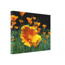 Hello Poppies Wrapped Canvas
