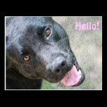 Hello! postcards