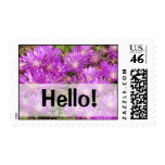 Hello! Hello!