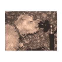 Hello postcards by Jrcphoto Hello postcards