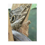 Hello! Post Cards
