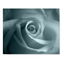 Hello Rose posters