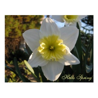 Hello Spring Daffodil Flower