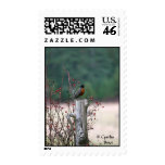 Hello Spring Stamps