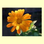 Hello Sunshine Print posters