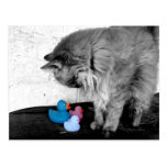 "Hello There Kitty" Rubber Duck Postcard
