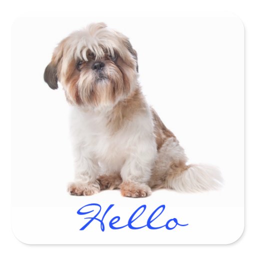 hello puppy hello white shih tzu puppy greeting stickers zazzle hello puppy hello white shih tzu puppy greeting stickers zazzle
