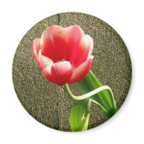 hellotulip magnets by jenniekurono hellotulip magnets