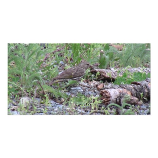 Hells Canyon Idaho Animals / Birds Aves Photo Greeting Card