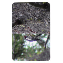 Hells Canyon Idaho Animals / Birds Aves Vinyl Magnet