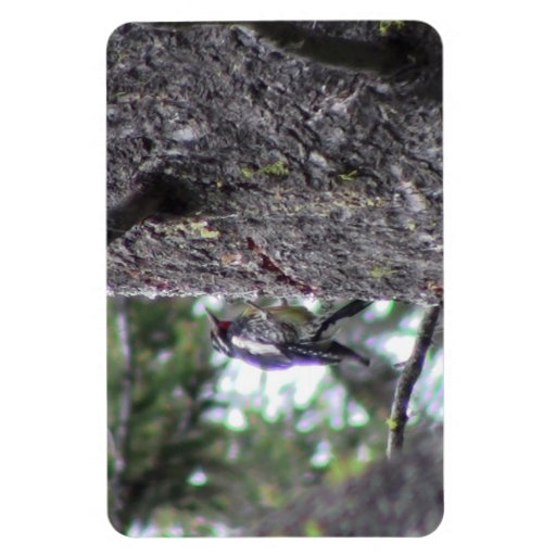 Hells Canyon Idaho Animals / Birds Aves Vinyl Magnet