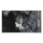 Hells Canyon Idaho Fauna Insects / Arachnids Photo