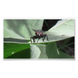 Hells Canyon Idaho Fauna Insects / Arachnids Photograph