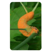 Hells Canyon Idaho Fauna Insects / Arachnids Rectangular Magnets