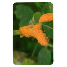 Hells Canyon Idaho Fauna Insects / Arachnids Magnets