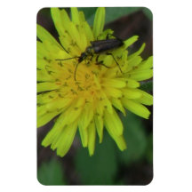 Hells Canyon Idaho Fauna Insects / Arachnids Rectangle Magnet