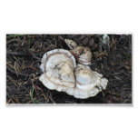 Hells Canyon Idaho Flora Fungi Lichen Mosses Photograph