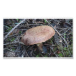 Hells Canyon Idaho Flora Fungi Lichen Mosses Photographic Print