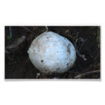 Hells Canyon Idaho Flora Fungi Lichen Mosses Photographic Print