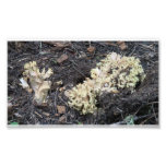 Hells Canyon Idaho Flora Fungi Lichen Mosses Photograph