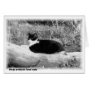 Help protect feral cats cards by EarthlyElements Help protect feral cats cards