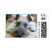 Help Schnauzer Rescue! www.NCschnauzers.org postage by ncschnauzers Help Schnauzer Rescue! www.NCschnauzers.org postage