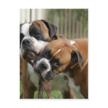 Helping with the Tack Post Cards