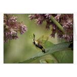 Hemaris Thysbe - polilla de colibrí Tarjetón