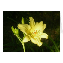 Hemerocallis vespertina cards by Fairyscape Hemerocallis vespertina cards