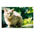 Hemingway Cat 3 - Poster & Print