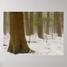 Hemlock Forest in Winter Poster