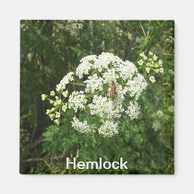 Hemlock Magnet