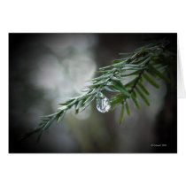 Hemlock Tears  cards