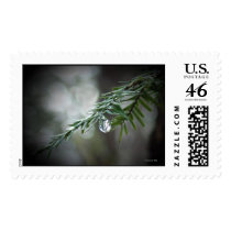 Hemlock Tears  postage